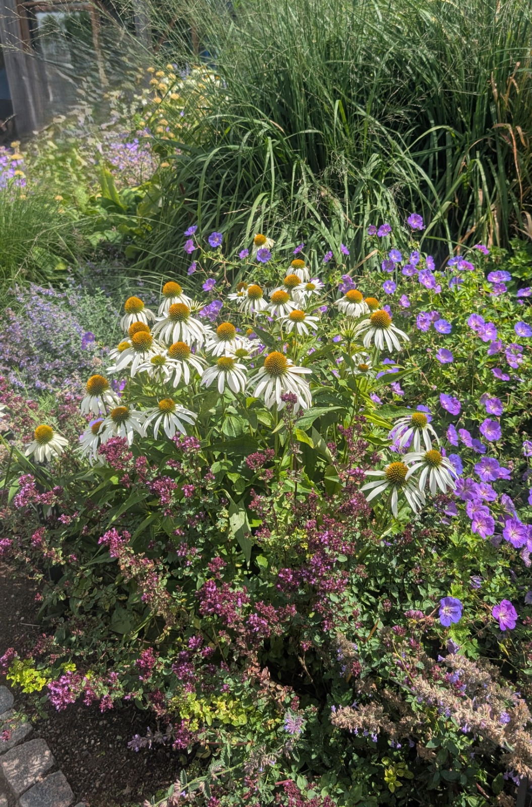 Zomerse border met echinacea en geranium