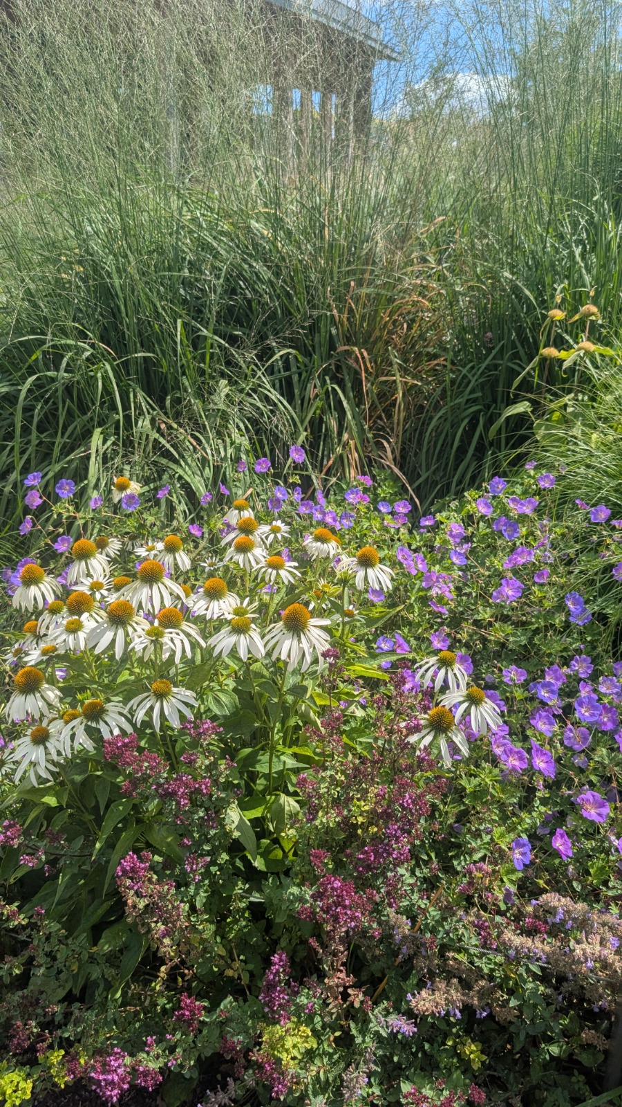 Witte echinacea's tussen siergrassen