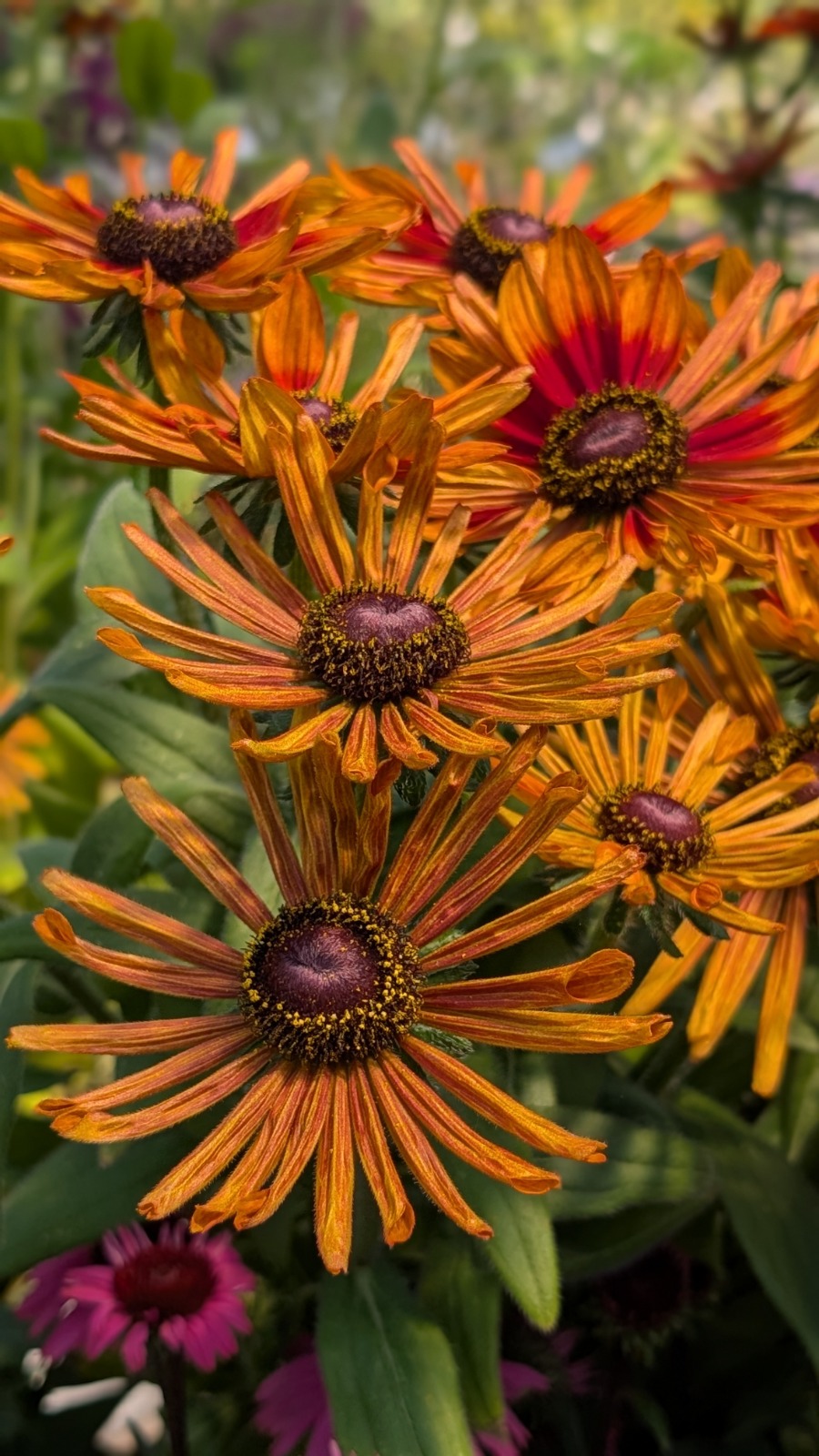 Oranje rudbeckia's in bloei