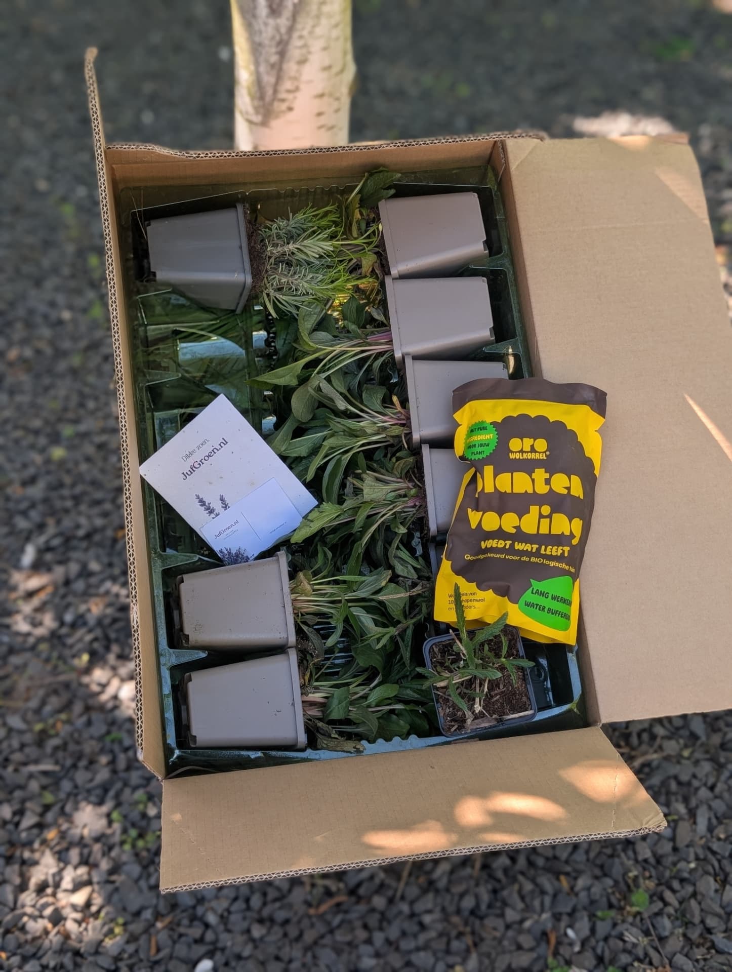 Tuinplanten zorgvuldig ingepakt in een verzenddoos van Juf Groen